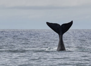 A whale's tail sticking up out of the ocean