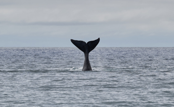 A whale's tail sticking up out of the ocean
