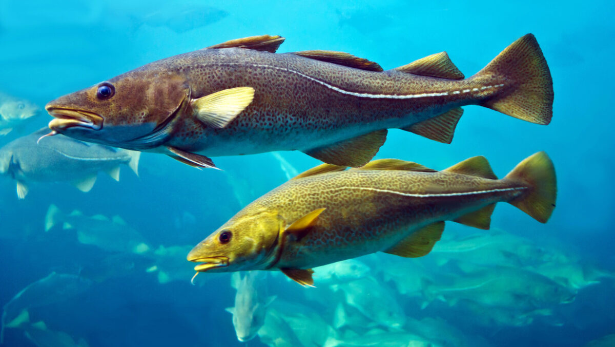 Cod swimming in the water