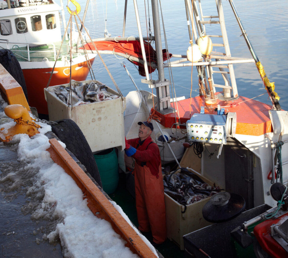 Unloading cod from a boat in Norway