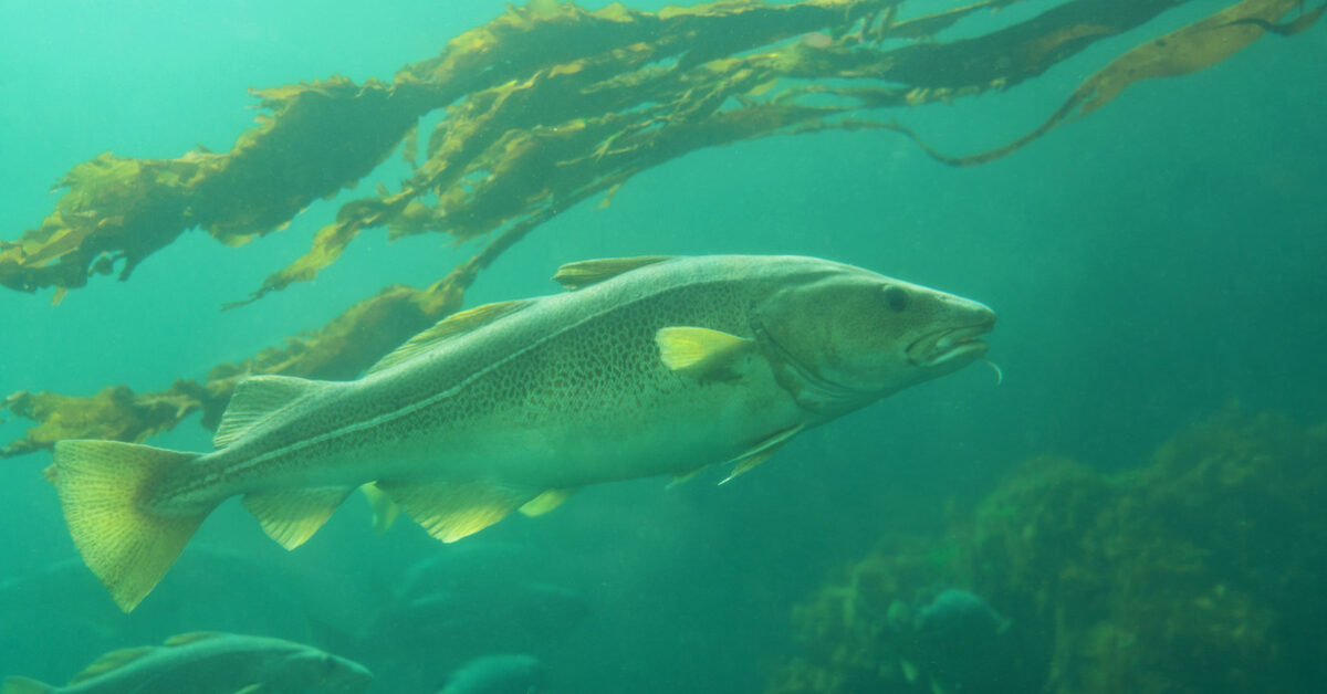 cod swimming underwater
