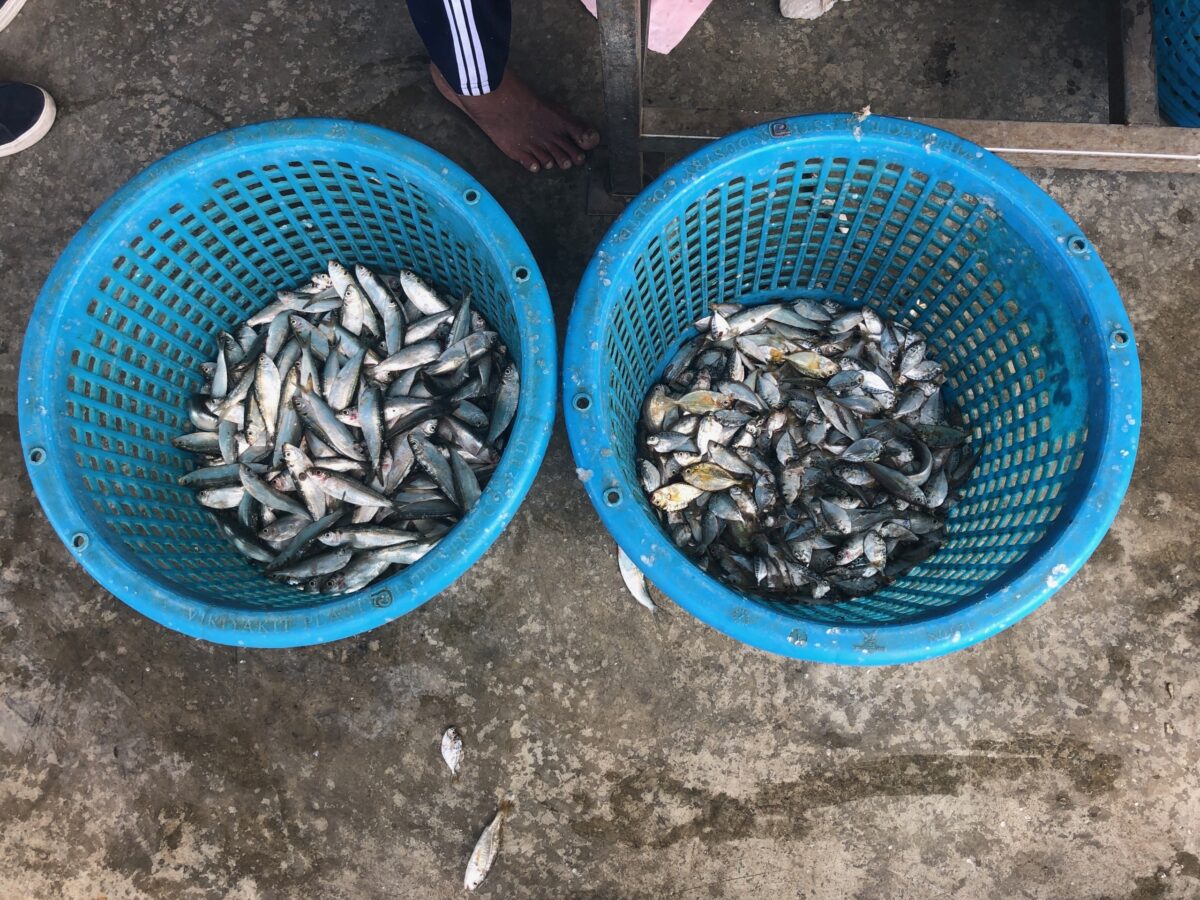 Two round blue baskets see from above filled with fish
