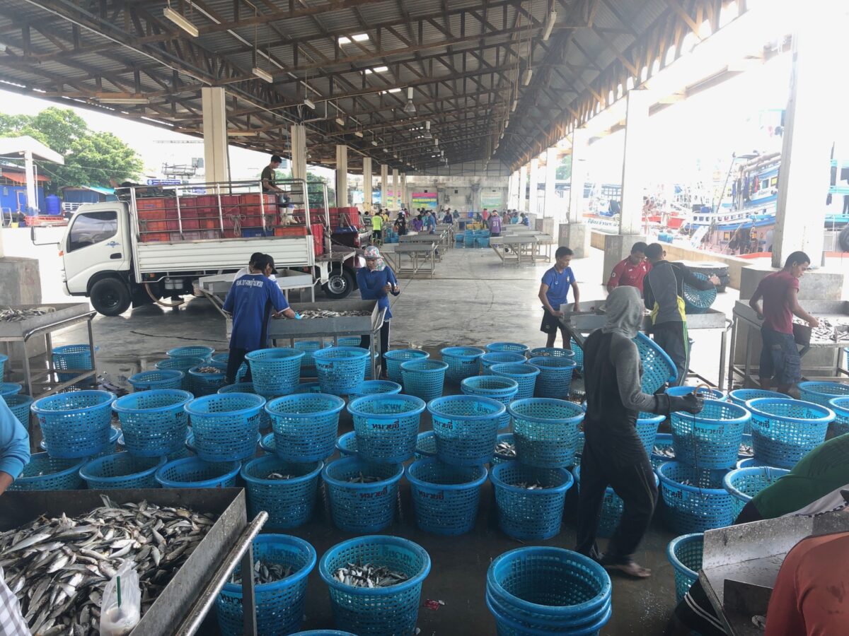 Fish landing site in Thailand with rows of blue baskets holding small fish