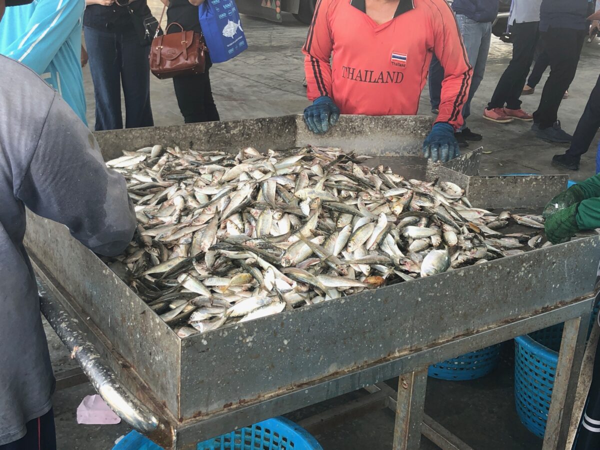 many small fish on a table at a fish landing site in Thailand
