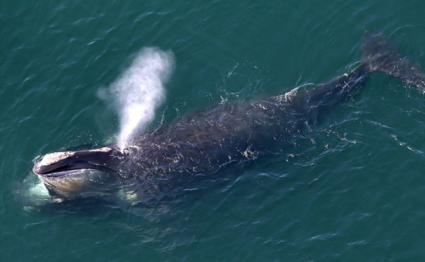 NA right whale