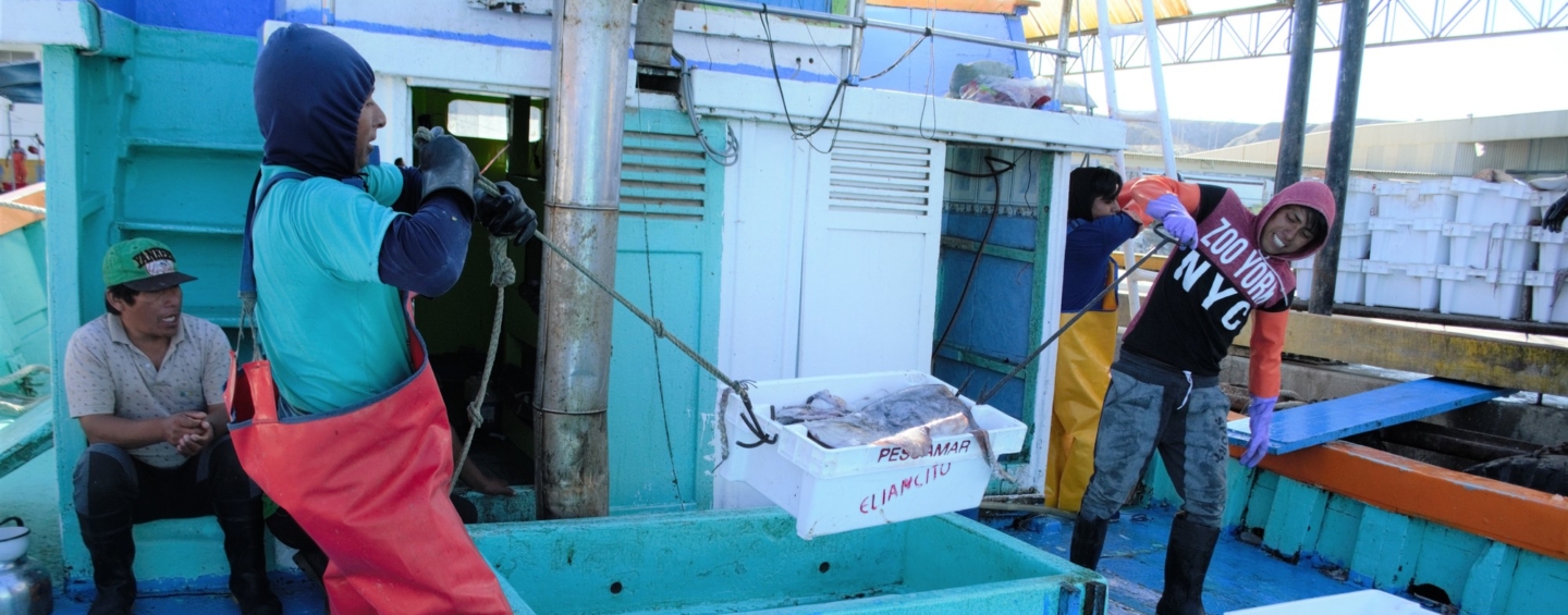 Peru jumbo flying squid fishing