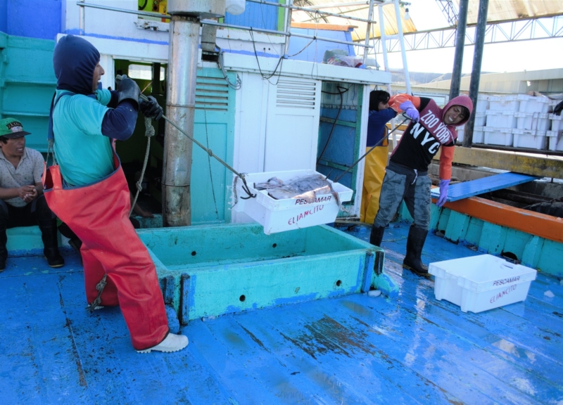 Pêche au calmar volant géant au Pérou