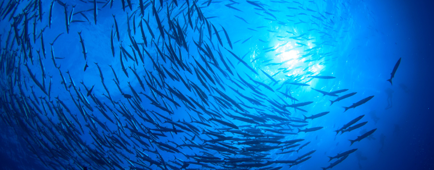 A large school of barracuda, shot from below looking up at the surface of the ocean with sunlight shining through