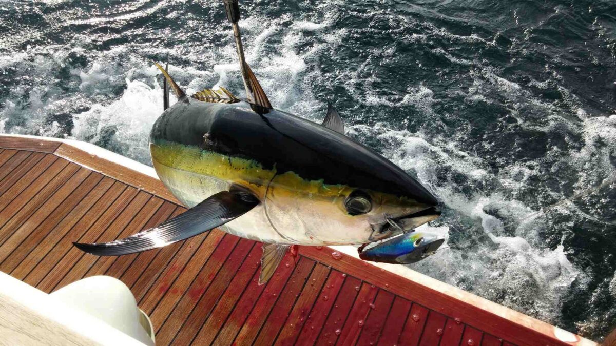 Albacore tuna with a fishing hook in its mouth being pulled onto a boat