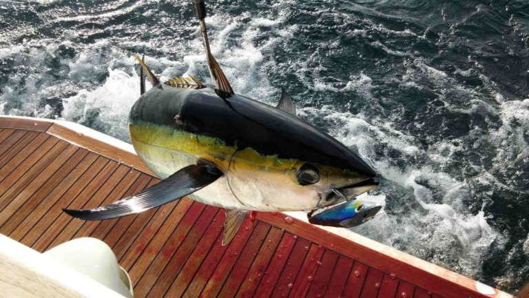 Albacore tuna - Comptoirs Oceaniques