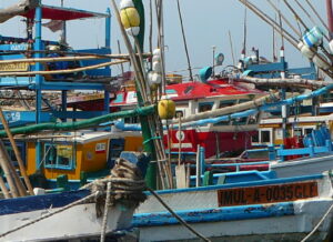 Row of fishing vessels - Comptoirs Oceaniques