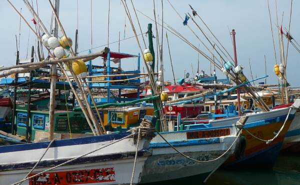 Row of fishing vessels - Comptoirs Oceaniques