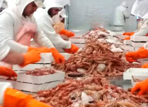 Fish processing Grupo Profand
