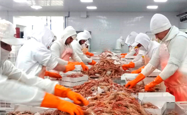 Fish processing Grupo Profand