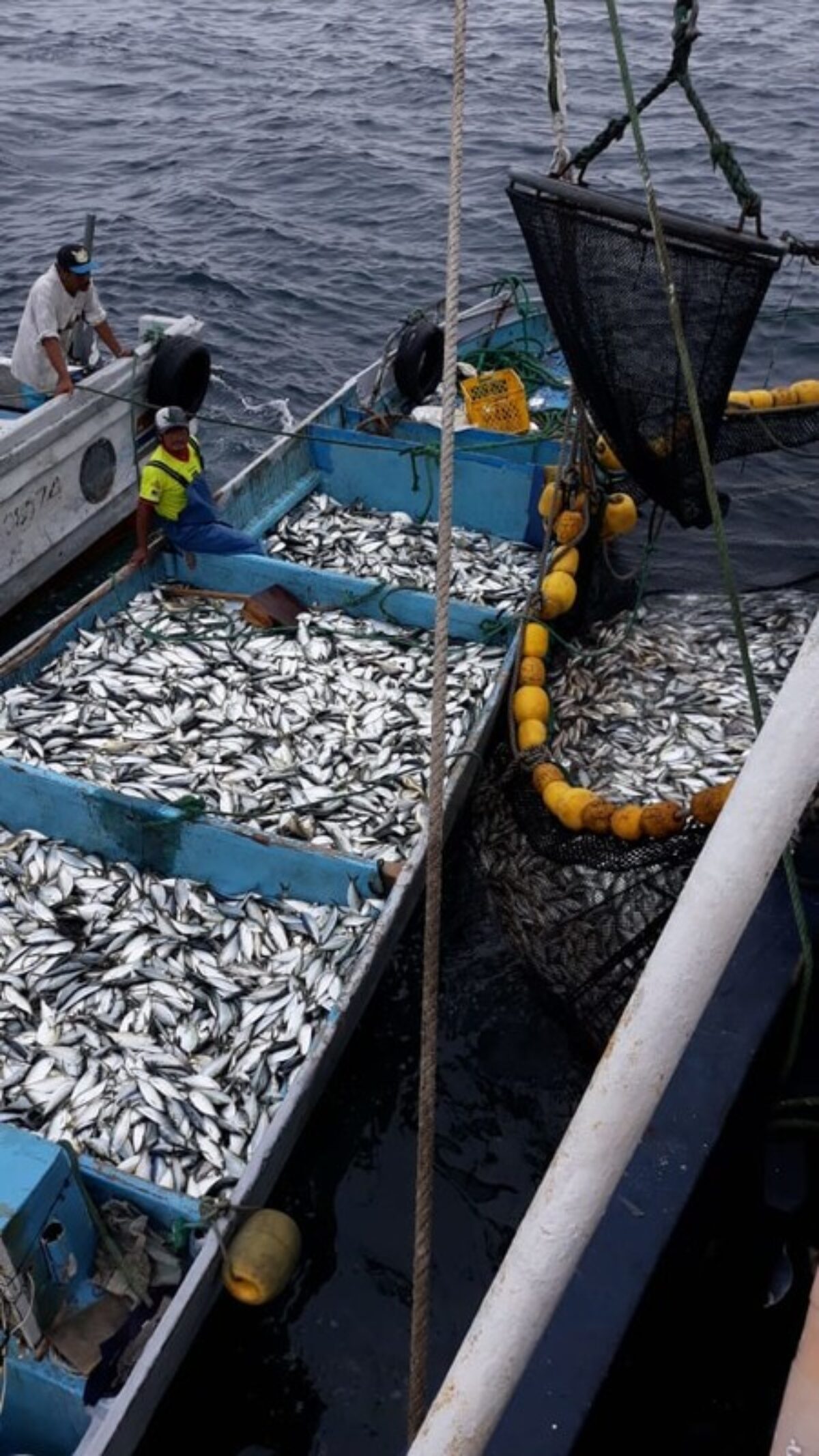 Small pelagics fishing in Ecuador - boat loaded down with many small fish