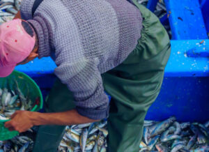 Morocco fisherman with boat full of small fish