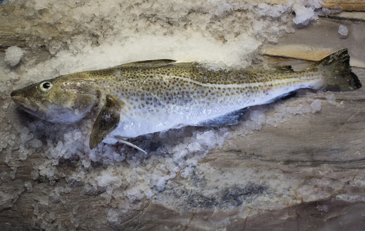 Northern cod on ice