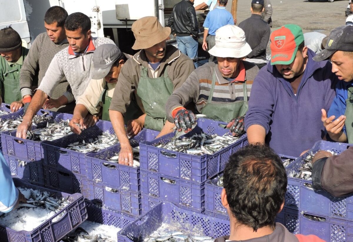 Fishermen on the dock in Morocco sorting small fish in purple crates