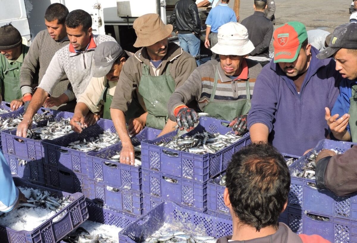 Des pêcheurs sur le quai au Maroc trient des petits poissons dans des caisses violettes