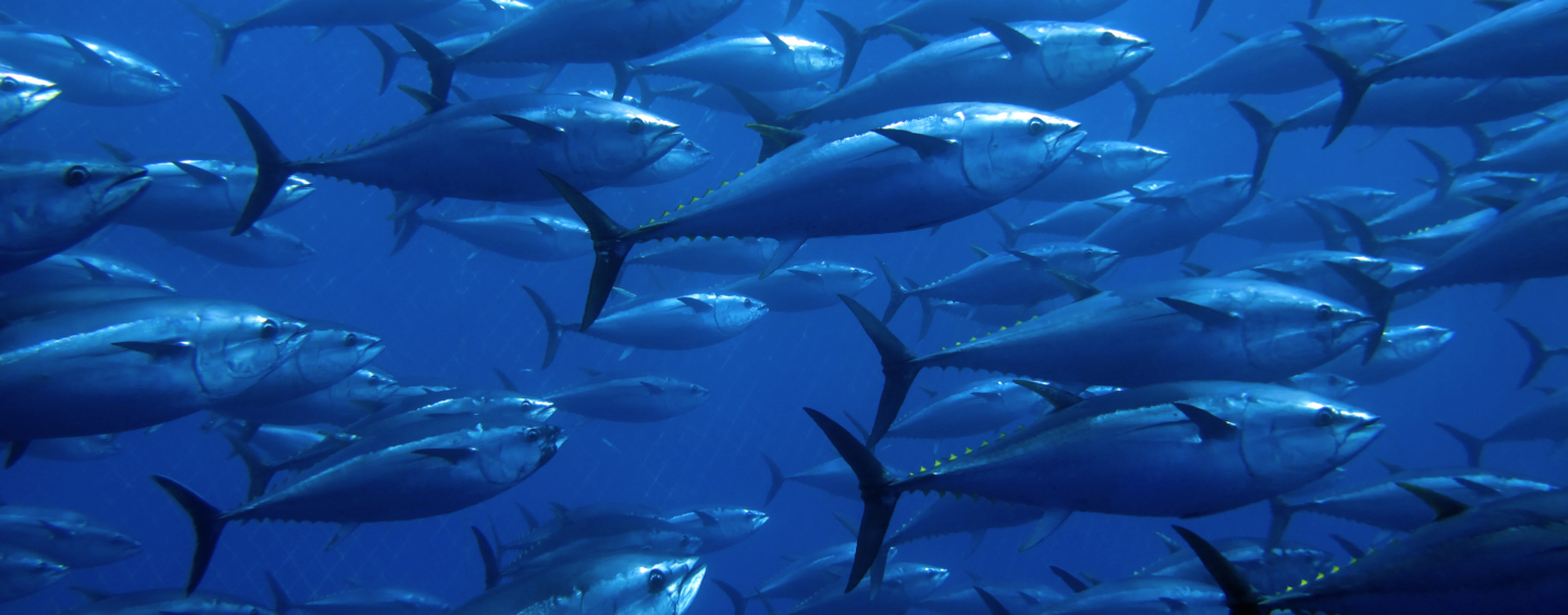 School of tuna swimming