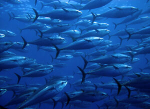School of tuna swimming