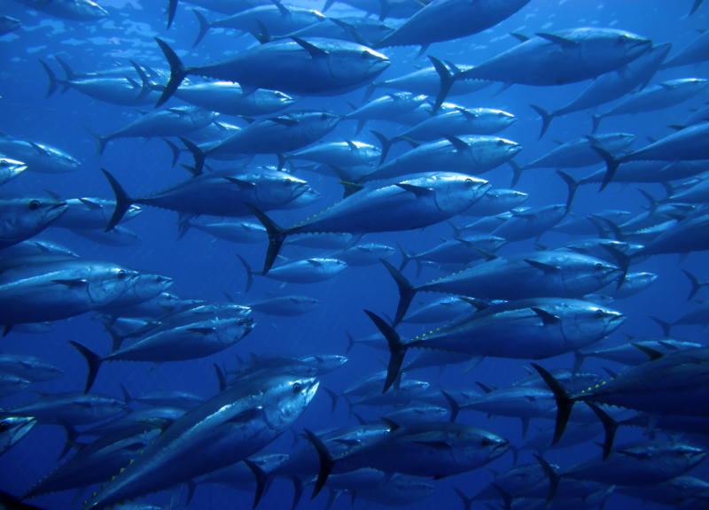 School of tuna swimming