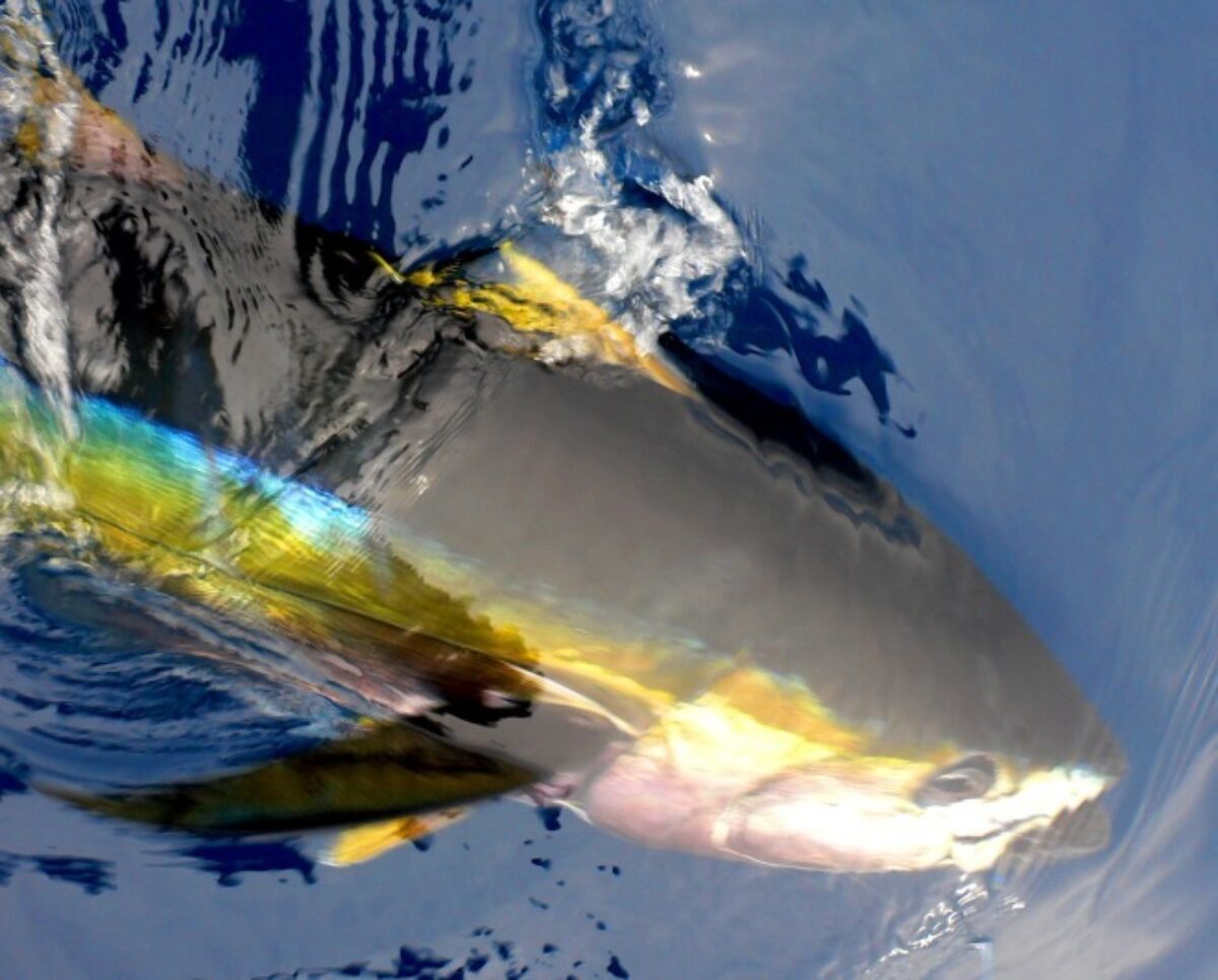 Large tuna at surface of water