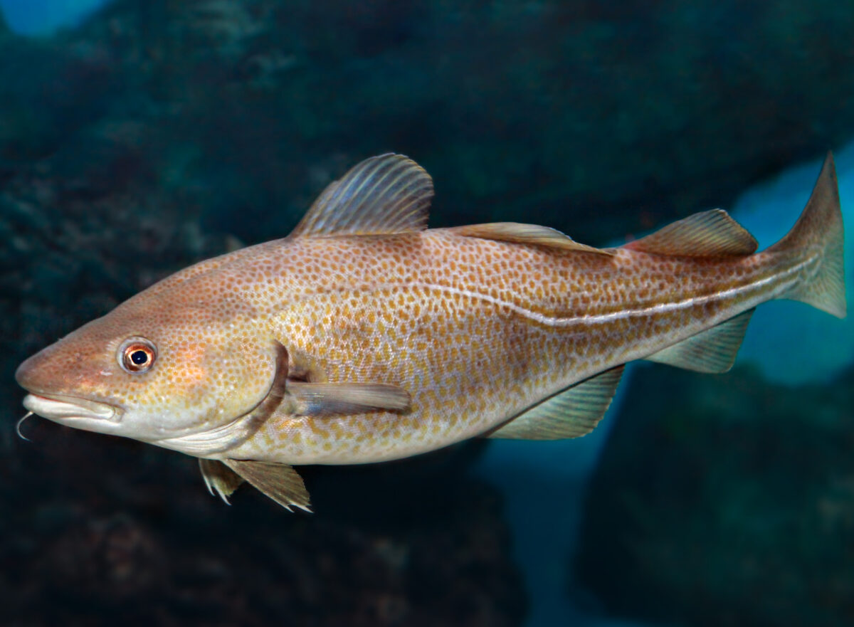 An Atlantic cod (Gadus Morhua) swimming in the ocean