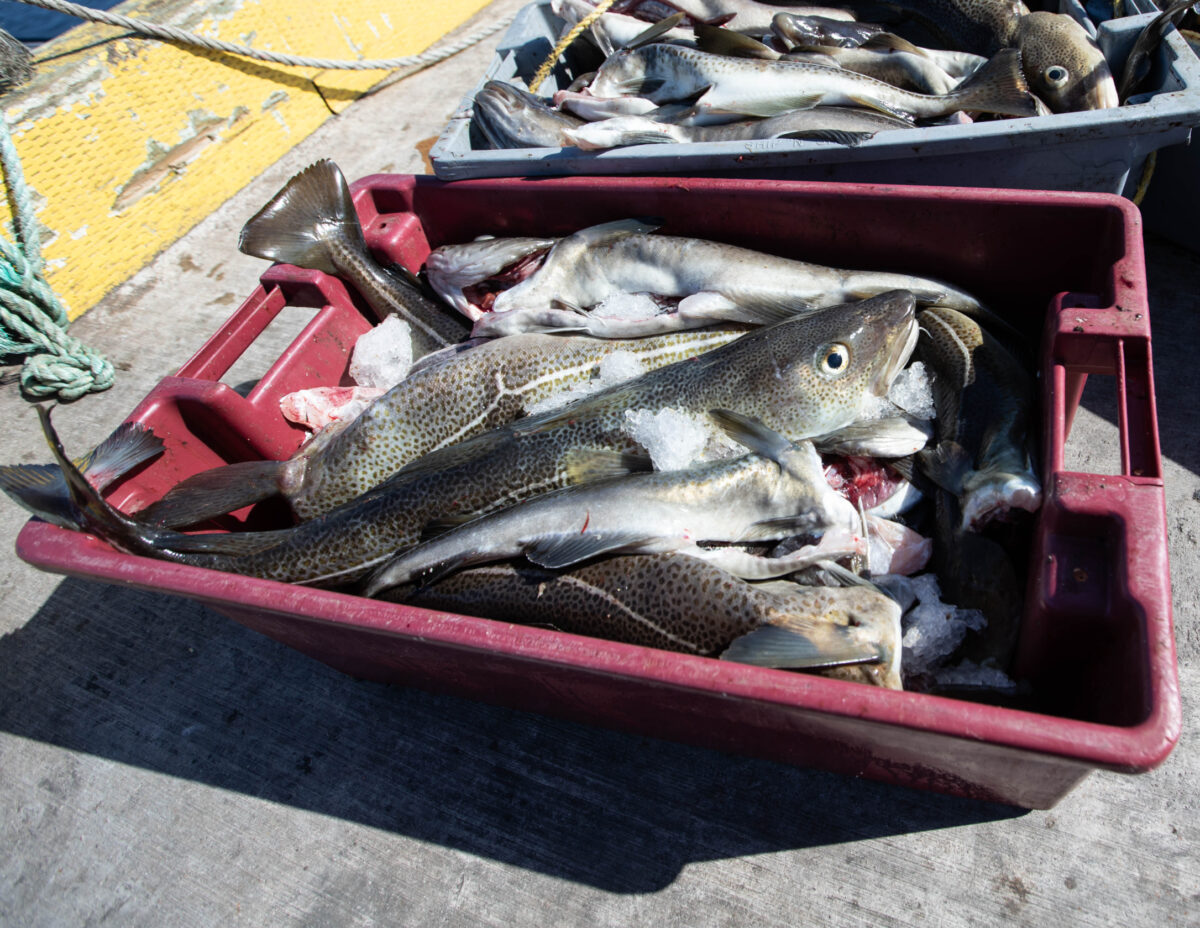 A pan of fresh cod on a wharf in Newfoundland