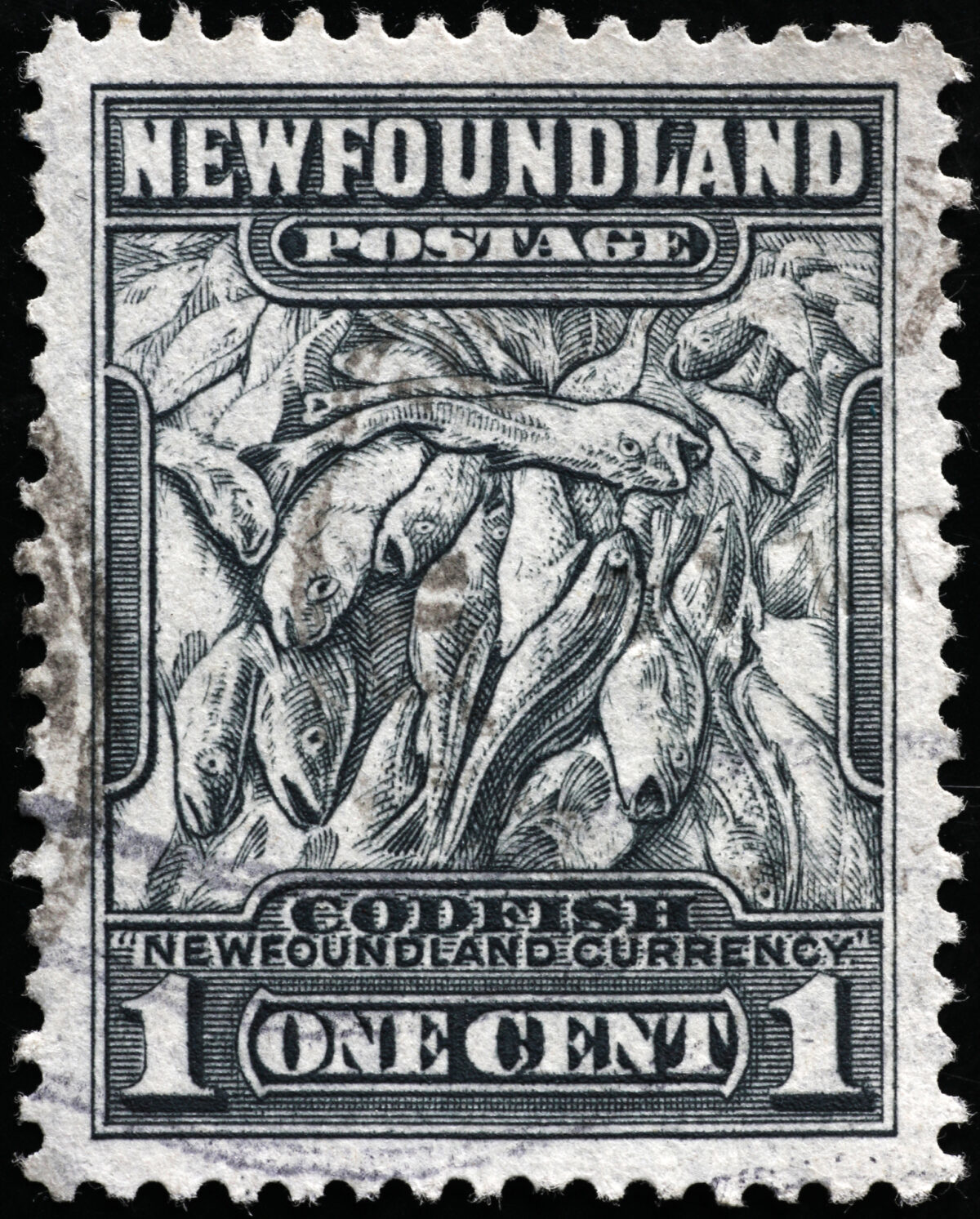Photo of an old black and white Canadian postage stamp from Newfoundland, showing a drawing of cod and the words One cent