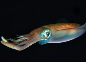 Flying squid