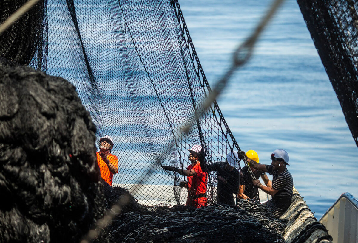 Fishermen hauling a net onboard a fishing vessel - Comptoirs Oceaniques