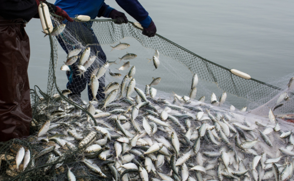 fisherman catching fish in net on boat