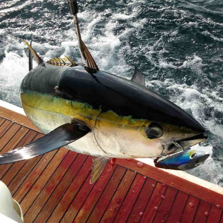 Albacore tuna - Comptoirs Oceaniques