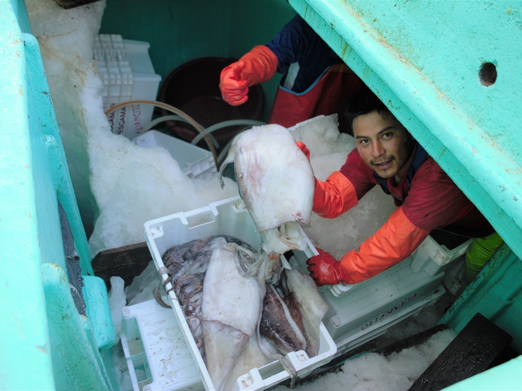 Peru jumbo flying squid fishing