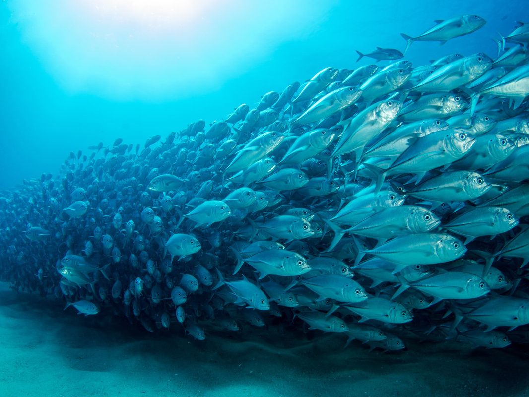 School of jack fish