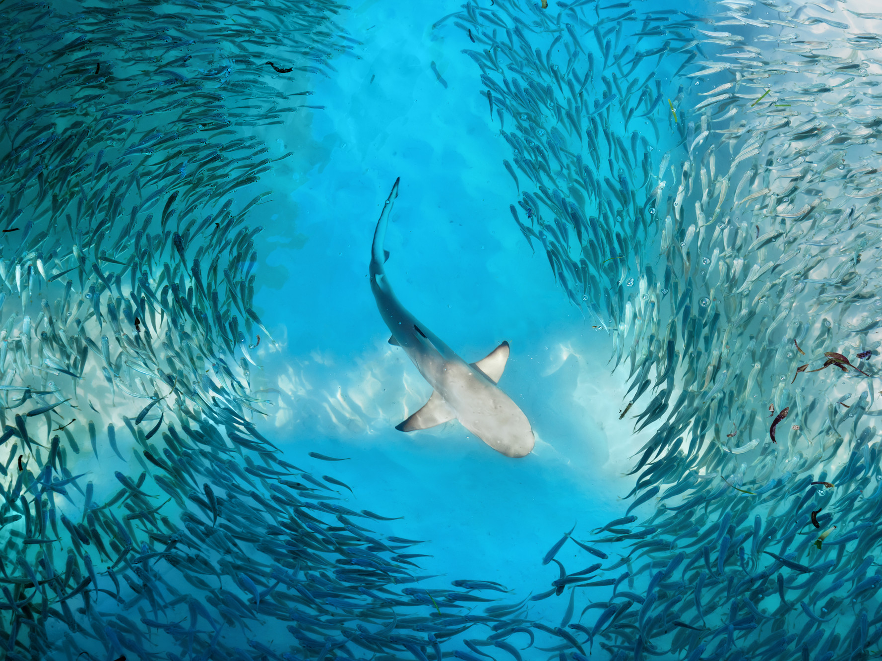 A shark swimming in a school of small fish