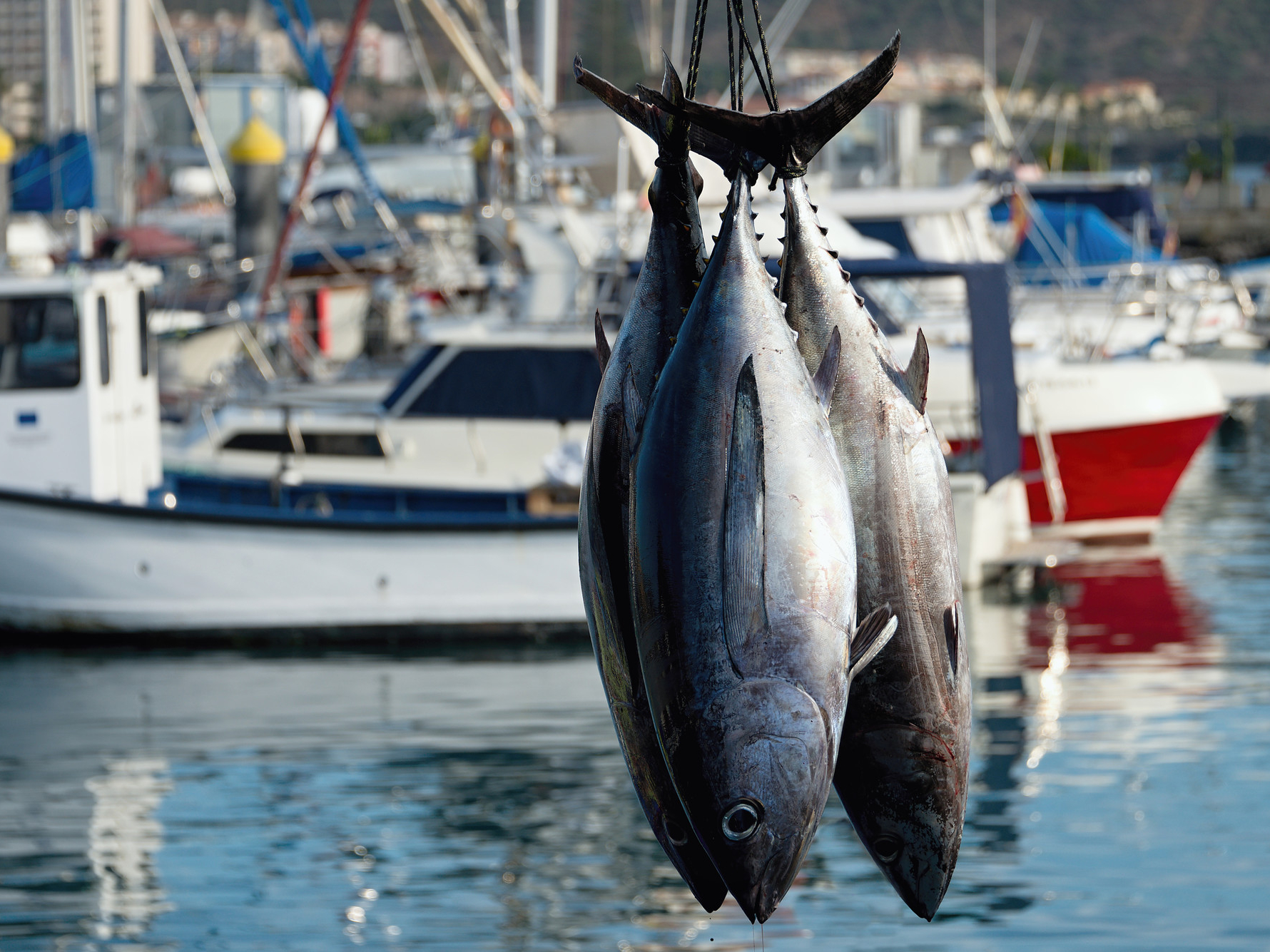 Three freshly caught tuna hanging upside down on a boat