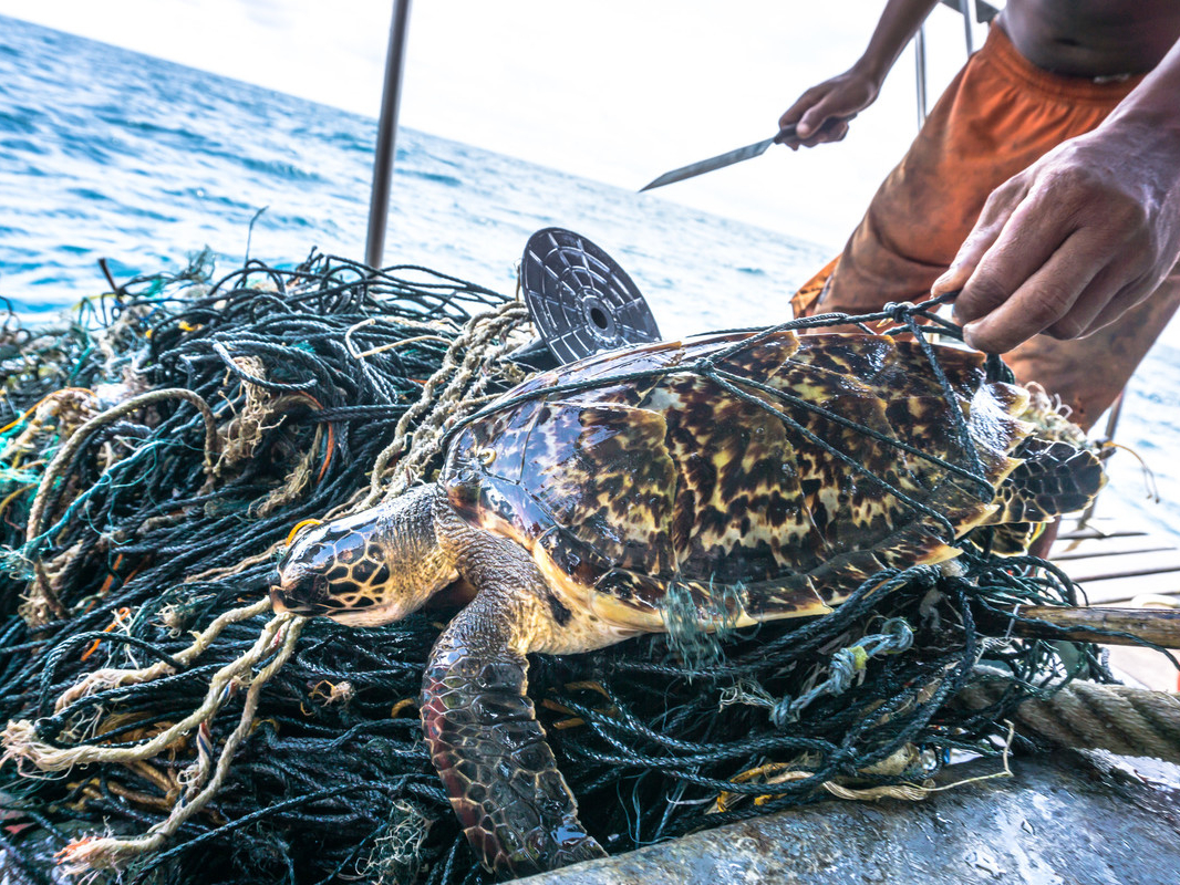 turtle being released from a fishing net