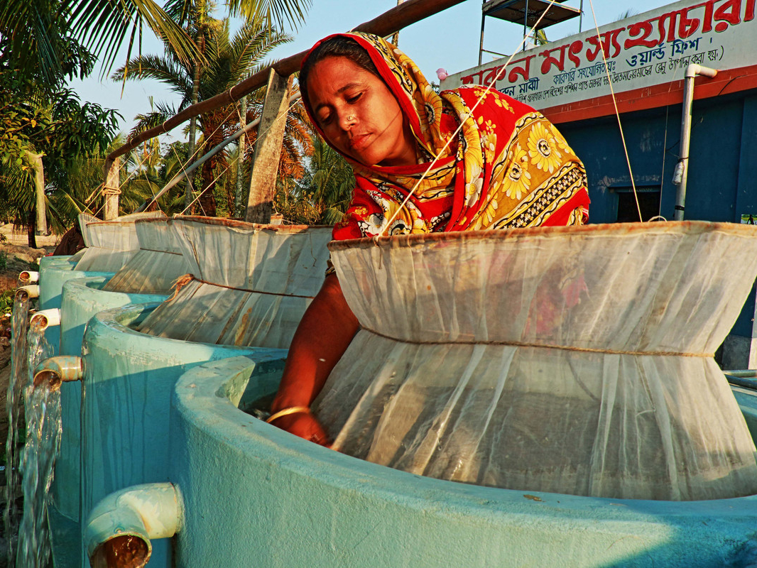 Woman tending a net at an aquaculture hatchery in India