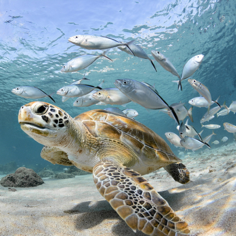 A sea turtle swimming in a school of small white fish
