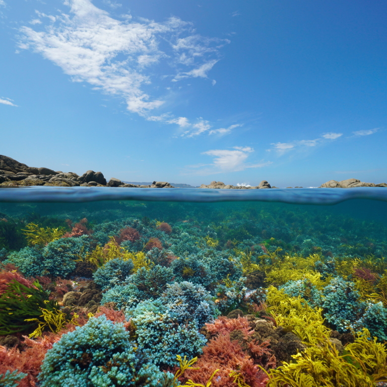 A seascape with colorful seaweed below the water and a mountainous island above