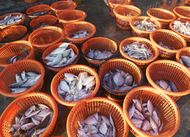 Cestas naranjas llenas de pescado recién capturado en un mercado de Tailandia