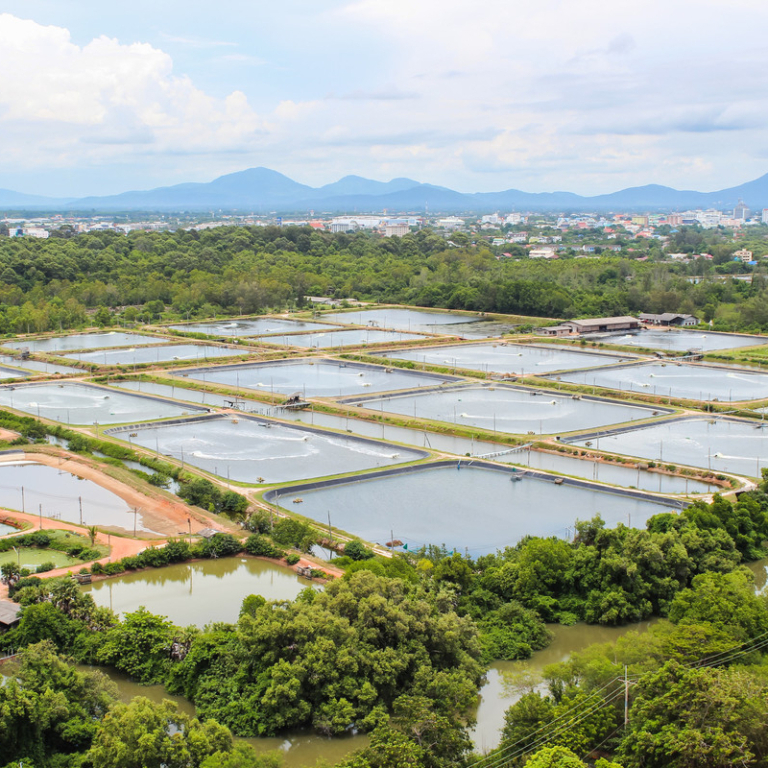 Shrimp farming in Thailand