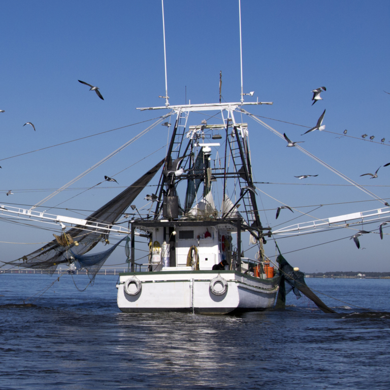 Shrimp boat fishing in the Gulf of Mexico, with many birds flying around the nets