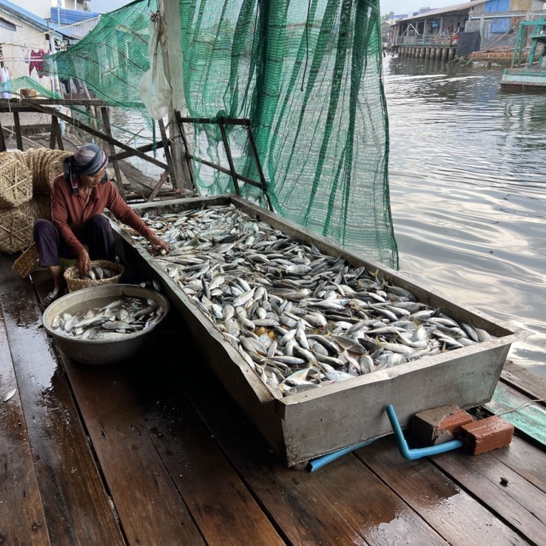 Fisherman sorting fish in a long wooden trough on a dock by the sea